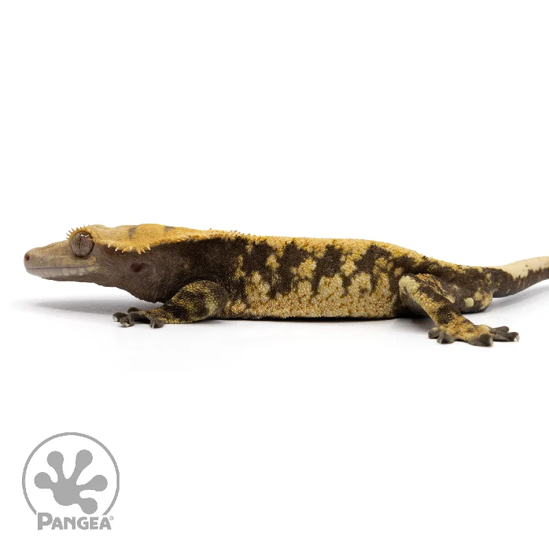 Male Extreme Harlequin Crested Gecko Cr-2351