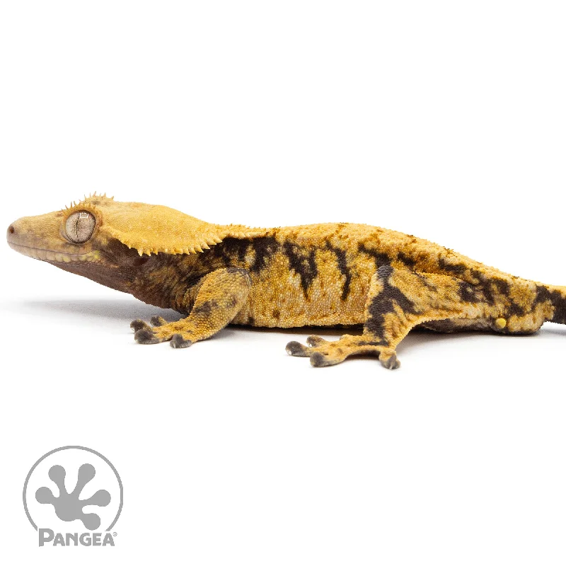 Male XXX Crested Gecko Cr-2300