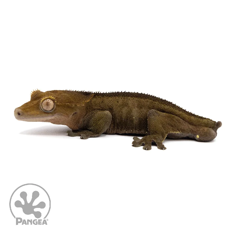 Male Bicolor Dark Phantom Crested Gecko Cr-2325