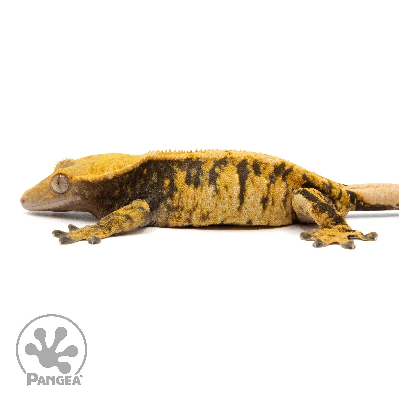 Male XXX Crested Gecko Cr-2295