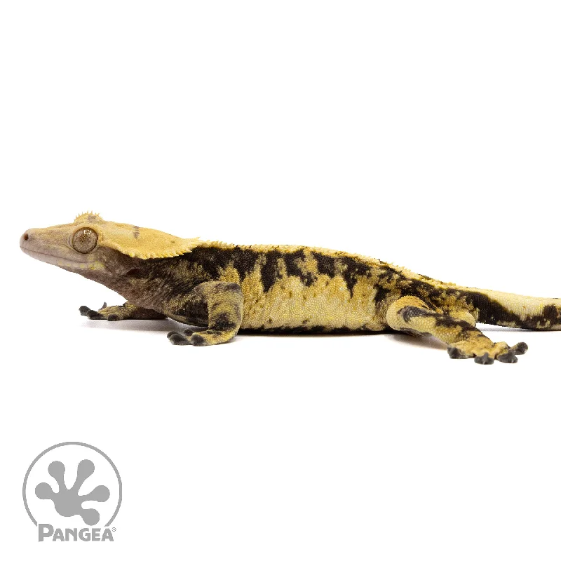 Male Extreme Harlequin Crested Gecko Cr-2331