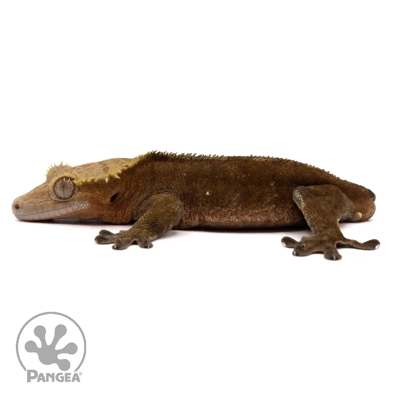 Male Dark Phantom Crested Gecko Cr-2305