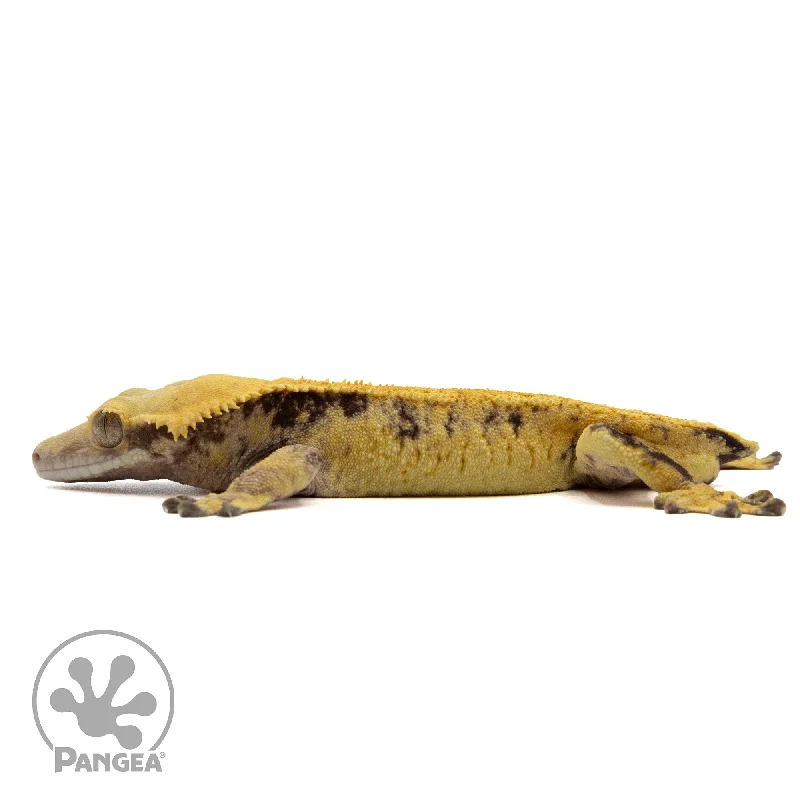 Male Extreme Harlequin Crested Gecko Cr-2333