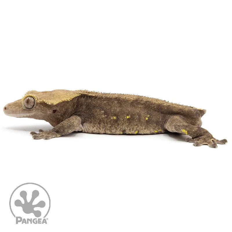 Male Dark Phantom Crested Gecko Cr-2328