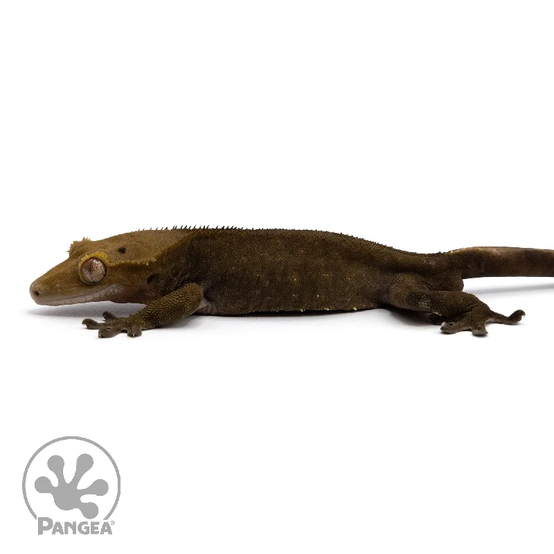 Male Dark Phantom Crested Gecko Cr-2326