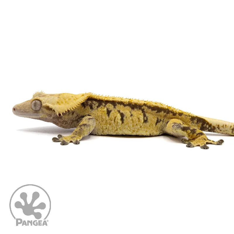 Male Extreme Harlequin Crested Gecko Cr-2356