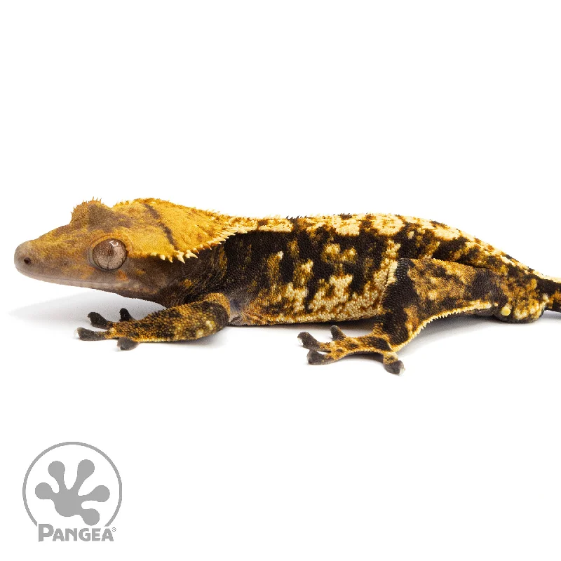 Male Extreme Harlequin Crested Gecko Cr-2298