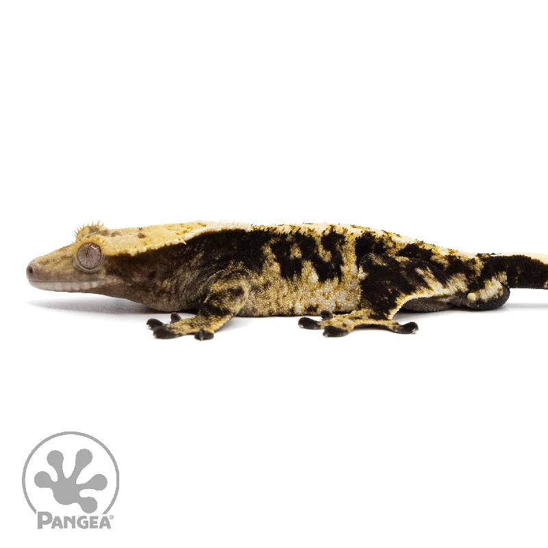 Male Extreme Harlequin Crested Gecko Cr-2354