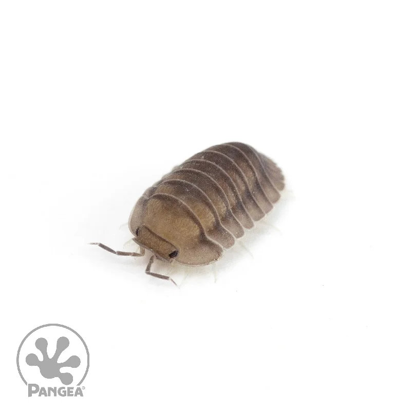 Cubaris sp.  ‘Blue Pigeon’ Isopods