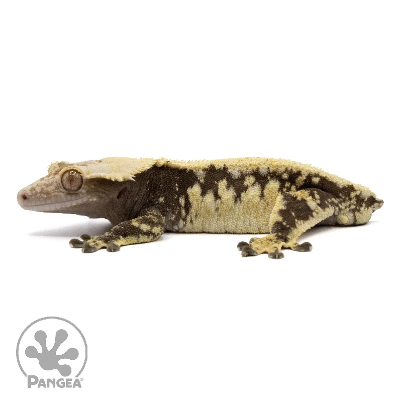 Male Extreme Harlequin Crested Gecko Cr-2352