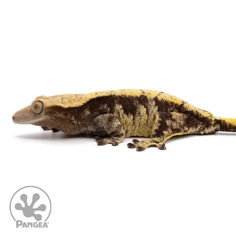 Female Extreme Harlequin Crested Gecko Cr-2355