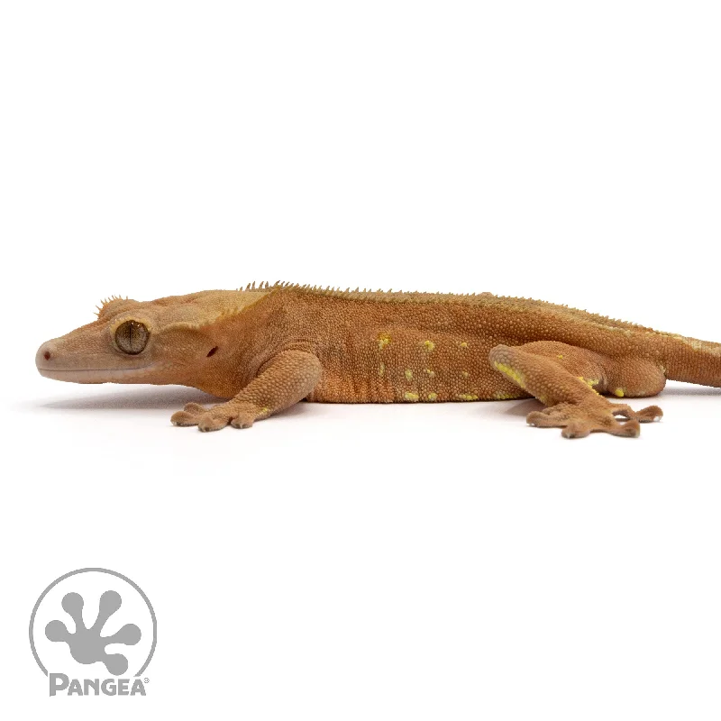 Male Red Phantom Crested Gecko Cr-2310