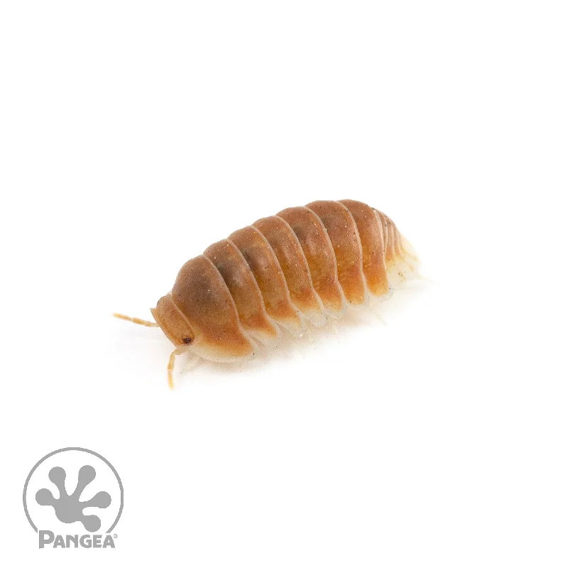 Cubaris sp.  ‘Citrus’ Isopods