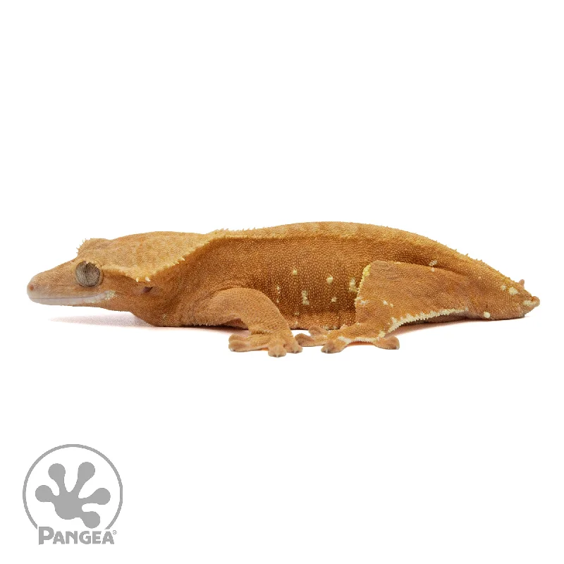 Female Red Phantom Crested Gecko Cr-2317