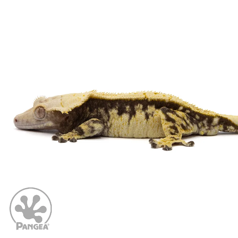 Male Extreme Harlequin Crested Gecko Cr-2357