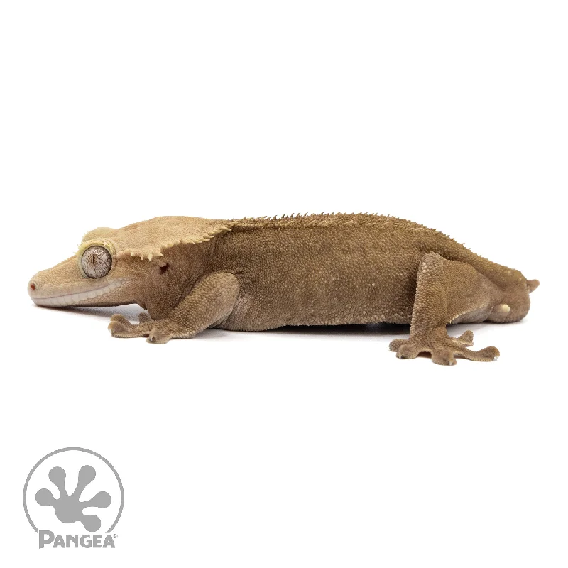 Male Dark Phantom Crested Gecko Cr-2321