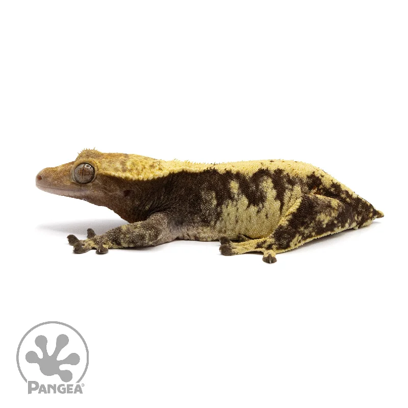 Female XXX Crested Gecko Cr-2290