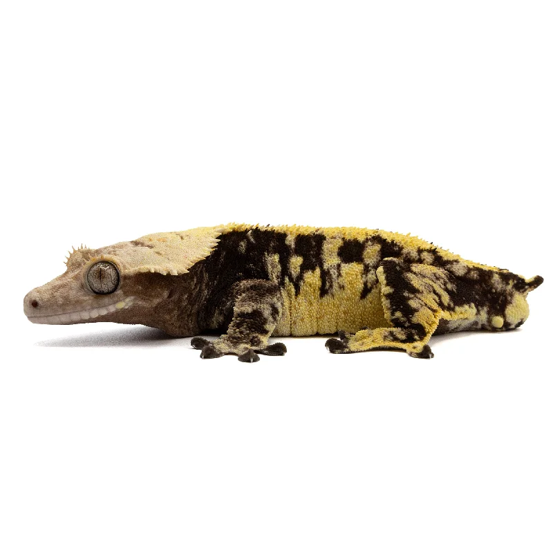 Male Extreme Harlequin Crested Gecko Cr-2332