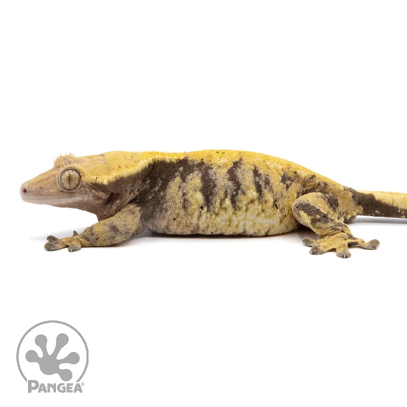 Female XXX Crested Gecko Cr-2291