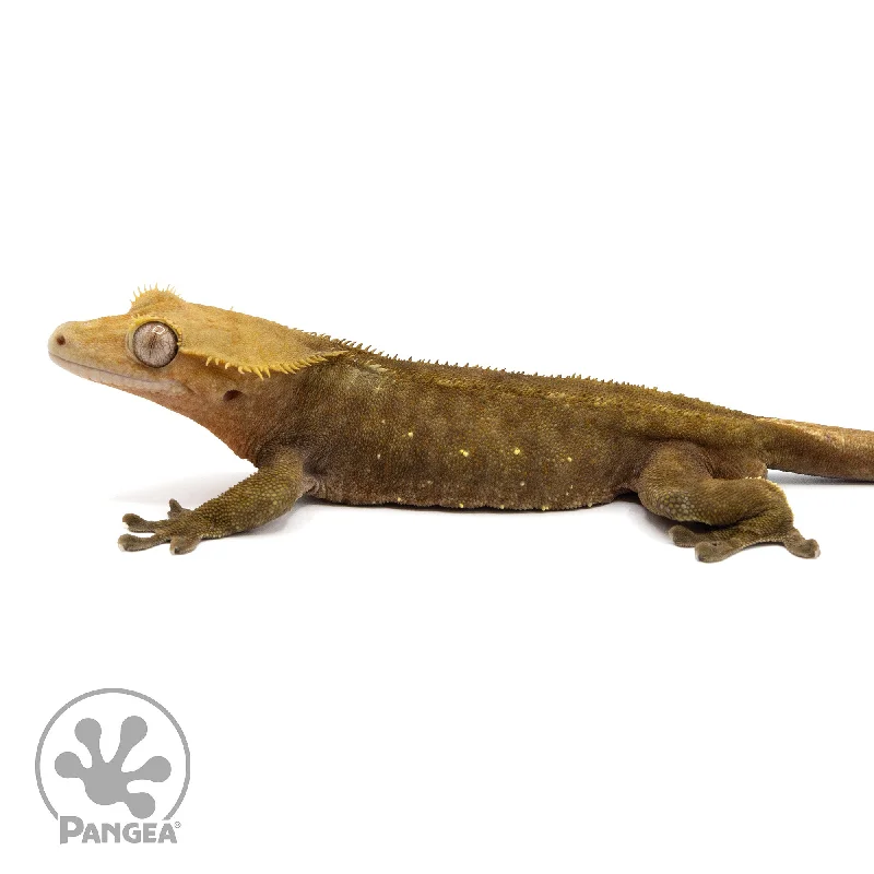 Male Dark Phantom Crested Gecko Cr-2322