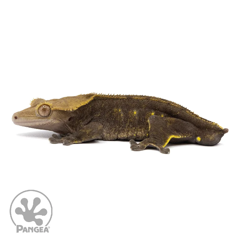 Male Dark Phantom Crested Gecko Cr-2324