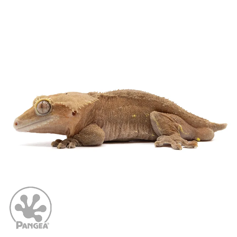 Male Red Phantom Crested Gecko Cr-2307