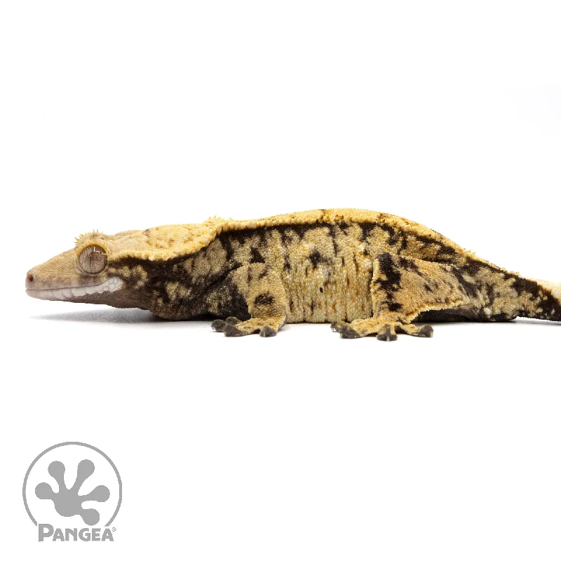 Female Extreme Harlequin Crested Gecko Cr-2335