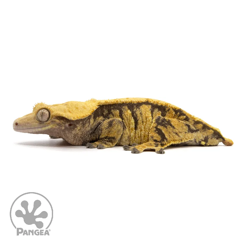 Female Extreme Harlequin Crested Gecko Cr-2336