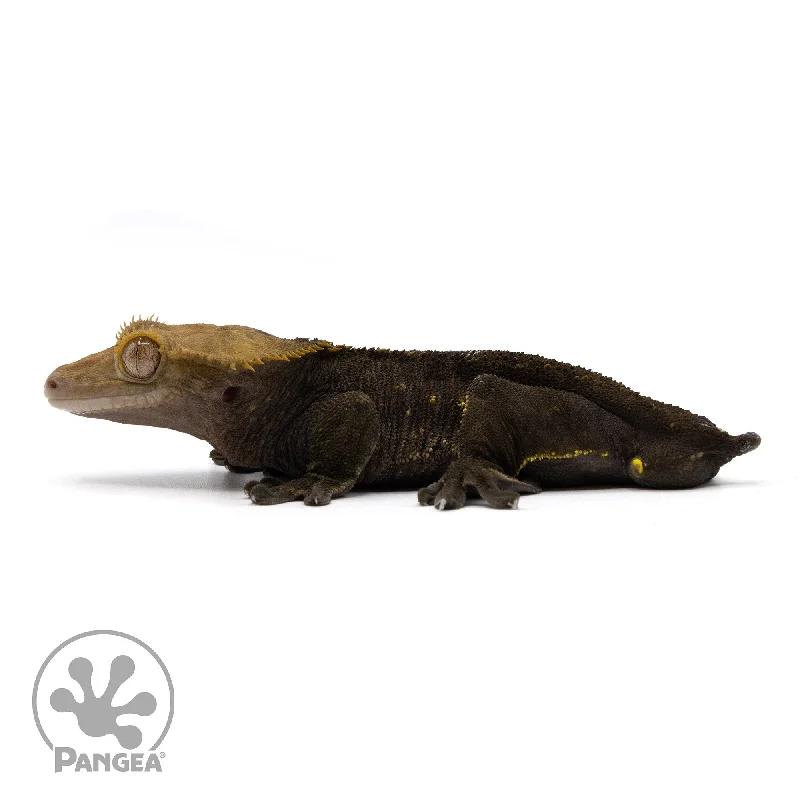 Male Black Phantom Crested Gecko Cr-2309