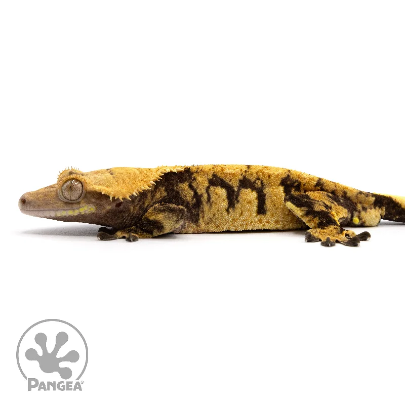 Male Extreme Harlequin Crested Gecko Cr-2339