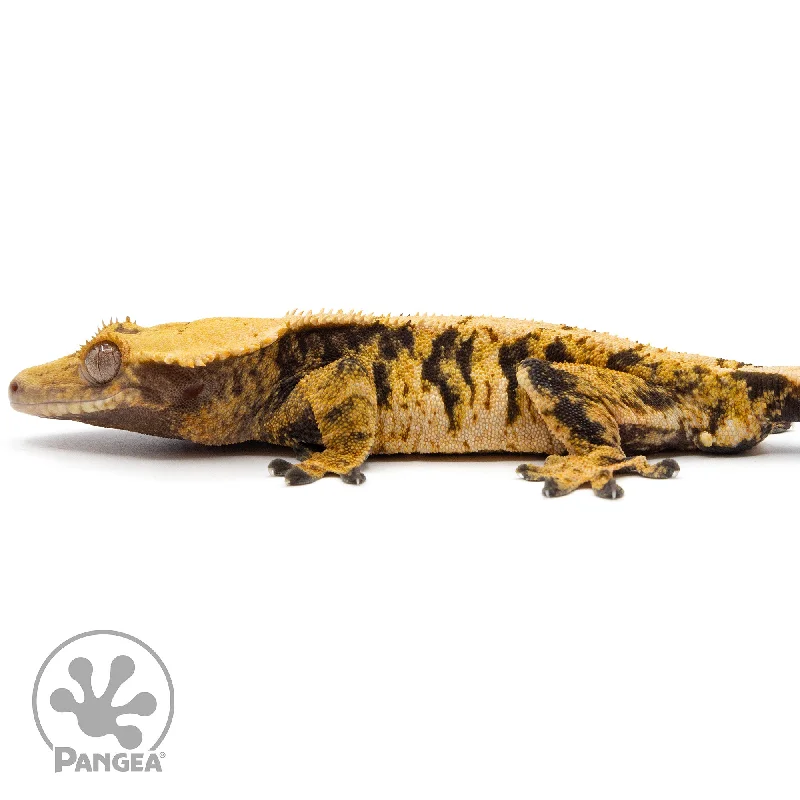 Male XXX Crested Gecko Cr-2296