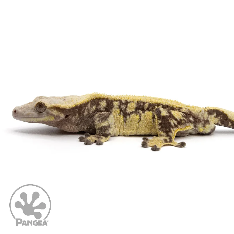 Male Extreme Harlequin Crested Gecko Cr-2353