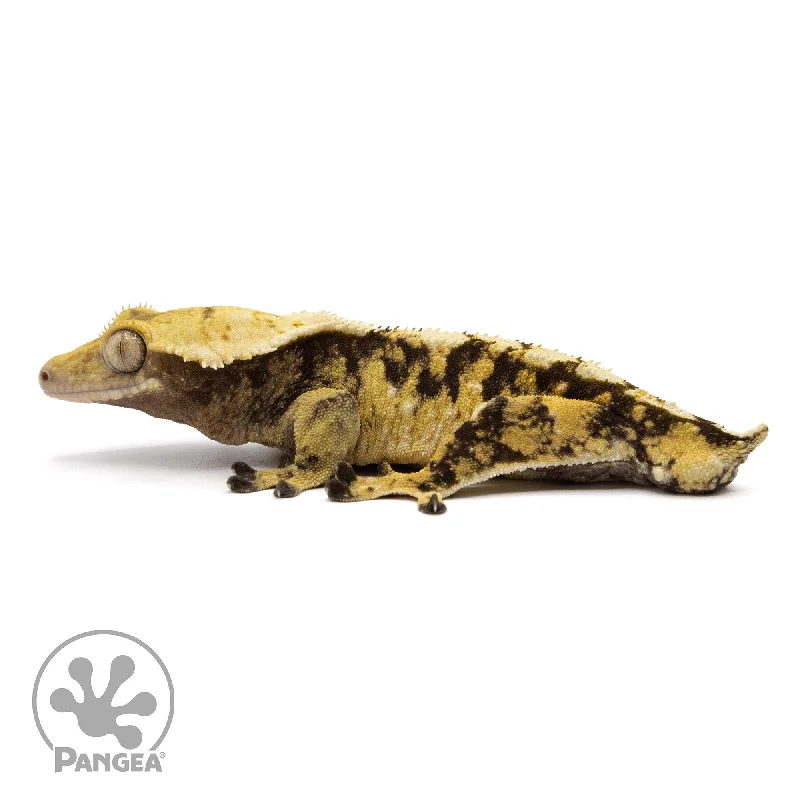 Male XXX Crested Gecko Cr-2294