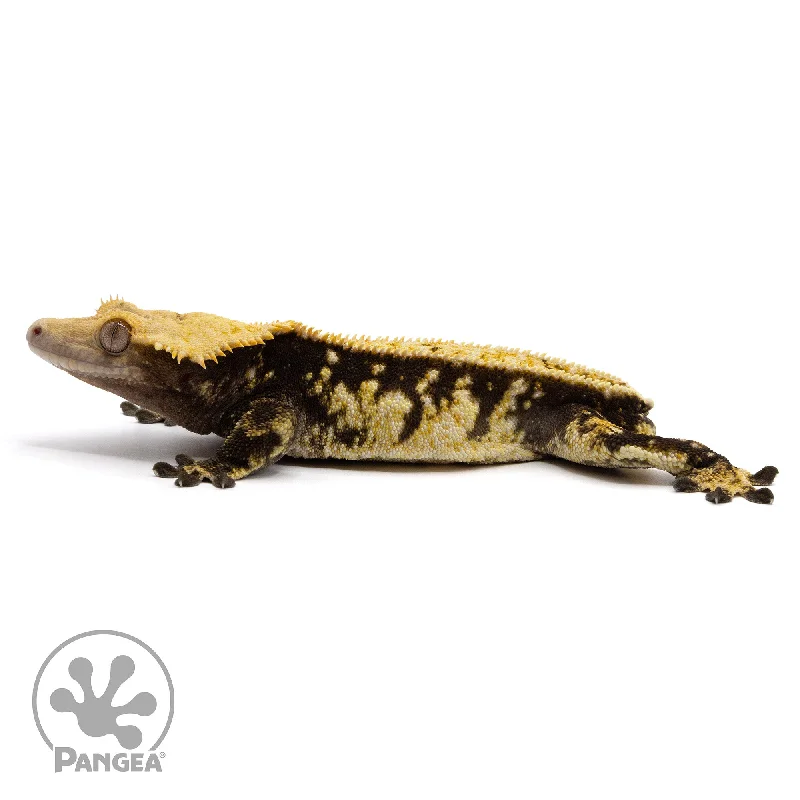 Male Extreme Harlequin Crested Gecko Cr-2350