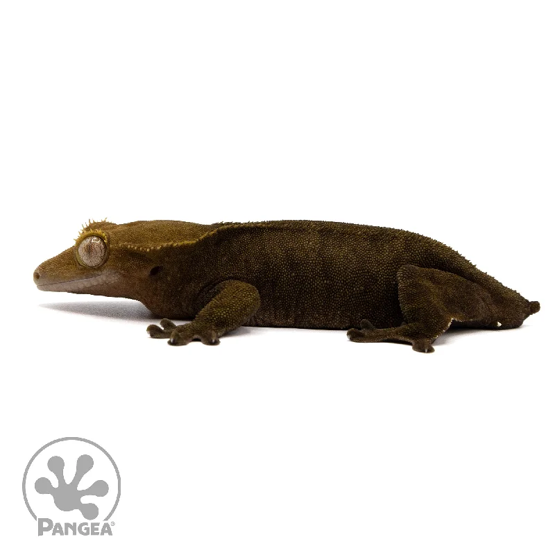 Female Dark Phantom Crested Gecko Cr-2304